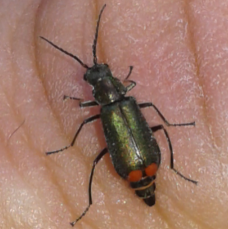 Malachiidae: Malachius australis, femmina